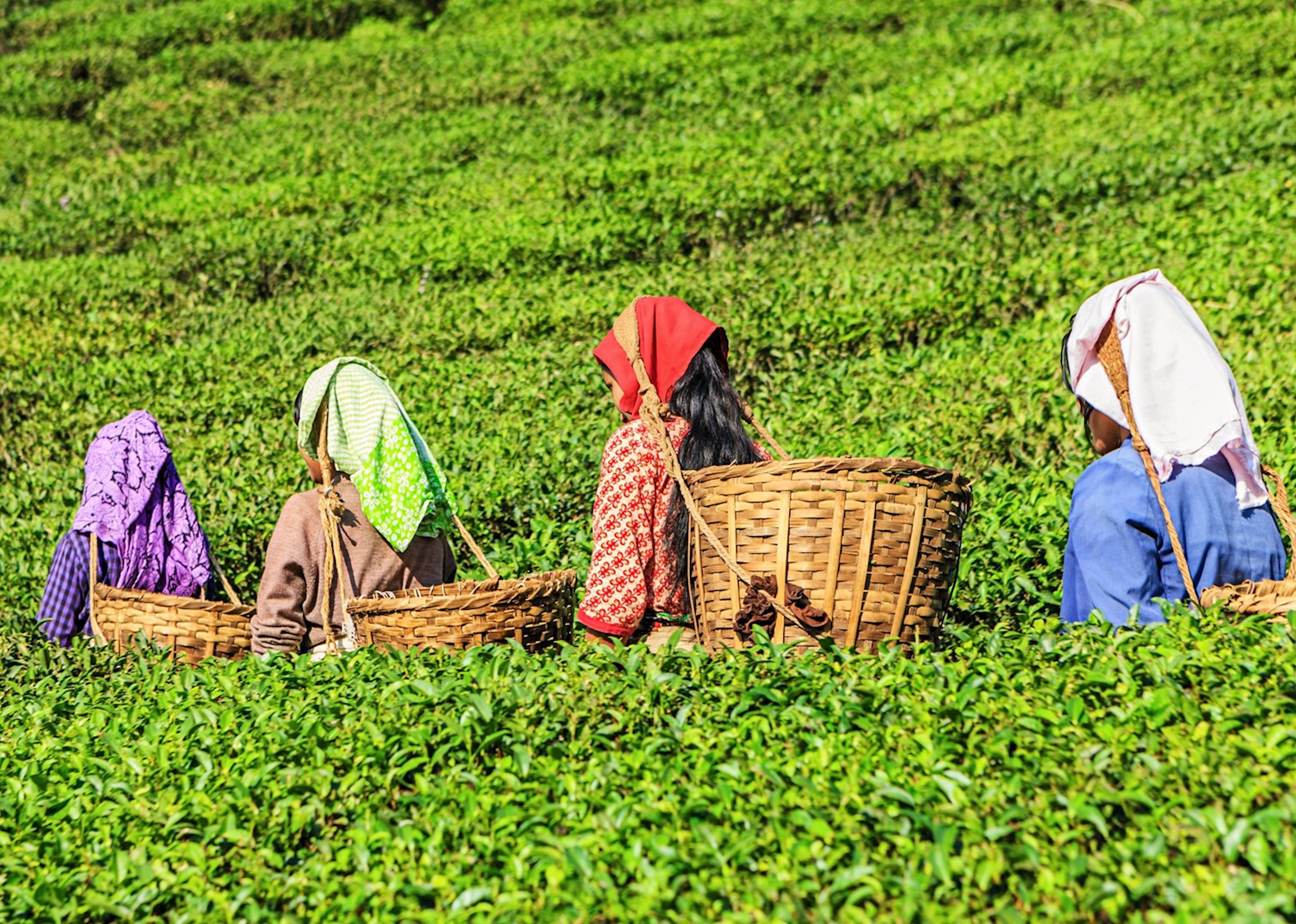 Tea Plantation